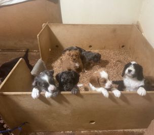 Ebony’s Litter