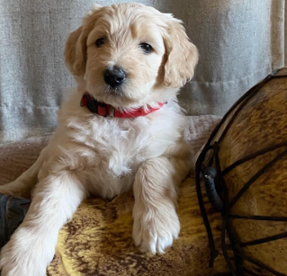 Double doodle puppies for sale 2024 near me