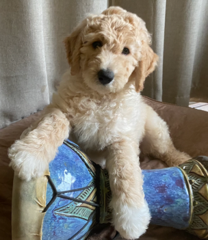 Central best sale coast goldendoodles